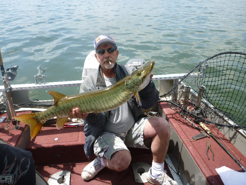 Tom Simon 36 inch